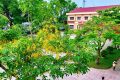 🌺 TRƯỜNG TIỂU HỌC NAM HỒNG CHÀO HÈ CÙNG SẮC MÀU PHƯỢNG 🌺
